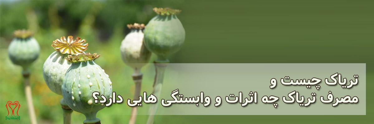 خشخاش