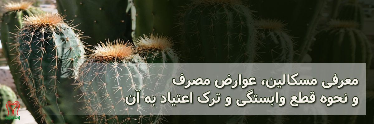 مسکالین