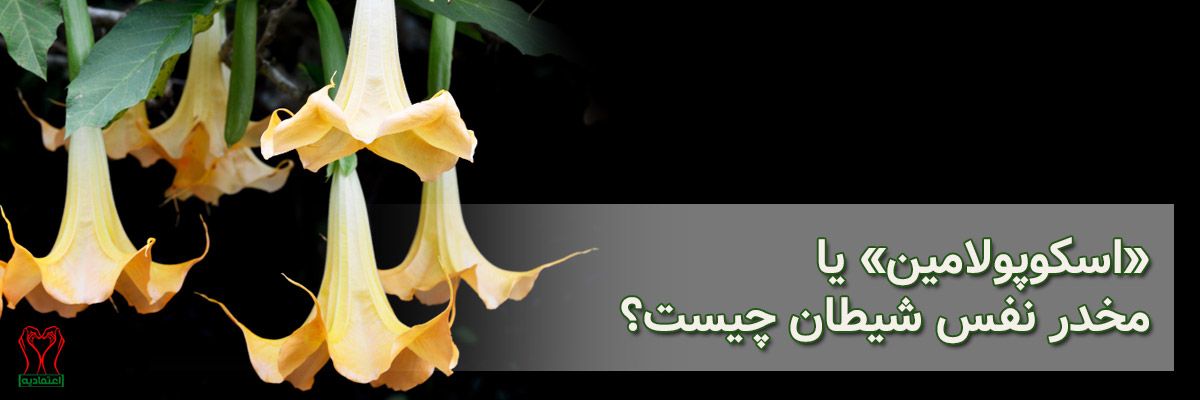 اسکوپولامین
